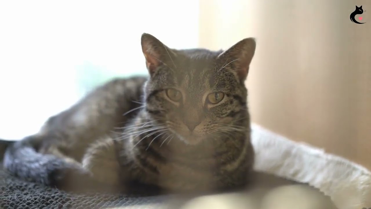 America Top Cat-Friendly Cities!🐈‍⬛😼