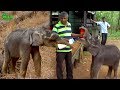 Cutest baby elephant fed with milk before safe-relocation