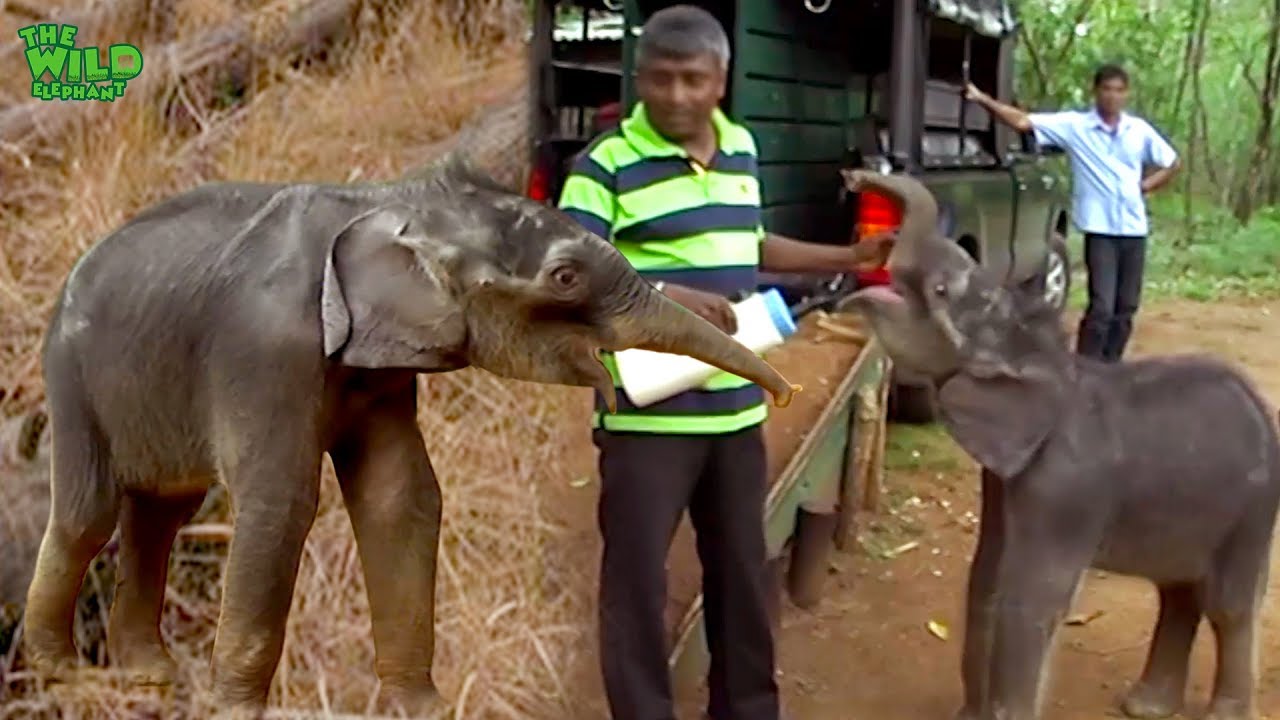elephas maximus linnaeus Cutest baby elephant fed with milk before safe-relocation