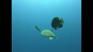 Sea Turtle - Diving In Maldives - Baa Atoll
