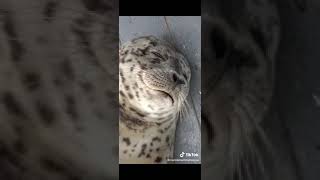 Cute and funny animals video cut ,5