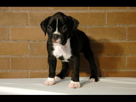 sealed boxer dog