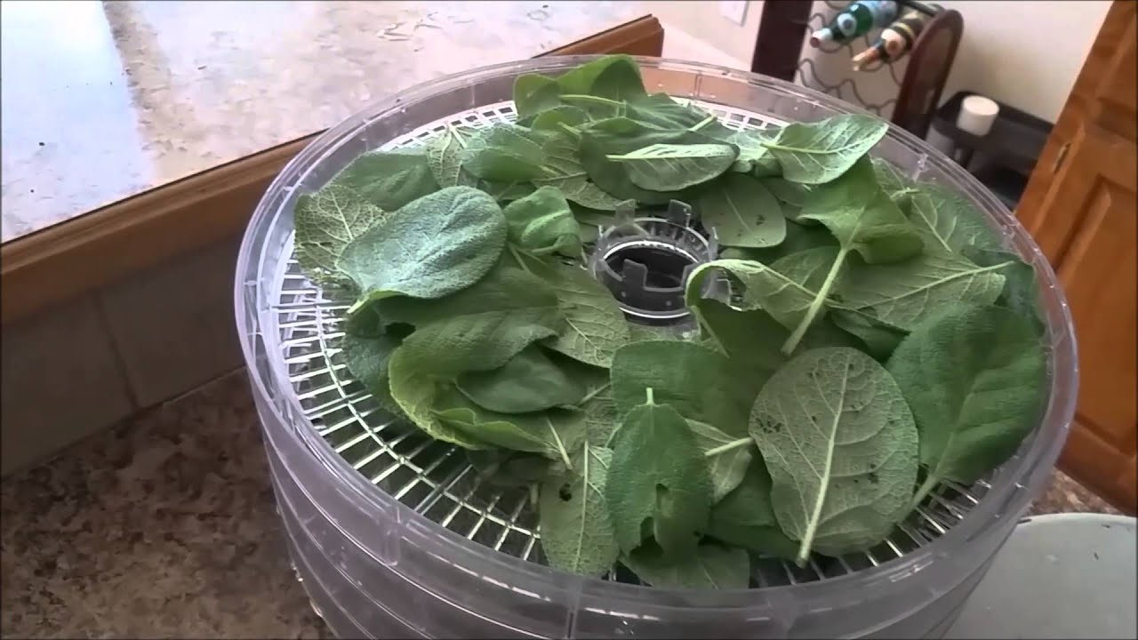 Picking and Preparing Leaves for Sage Tea - YouTube