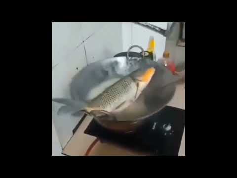 SHITPOST COMPILADO #19