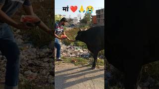 गौ सेवा 🙏🙏🙏🙏 #cowlover #shortvideo #respect
