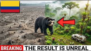 Colombia Released 8 Spectacled Bears Into a Dead Cloud Forest — What Happened Next Was Unreal