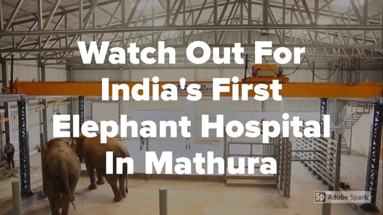 Watch Out For India's First Elephant Hospital In Mathura - YouTube