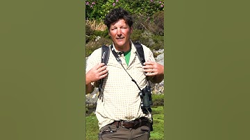 Rhododendrons look nice, but they are invasive.