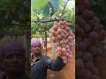 Globe grapes fruit Harvesting #grape #fruit #grapeplant #grapegarden #grapevine #growigrape #nature