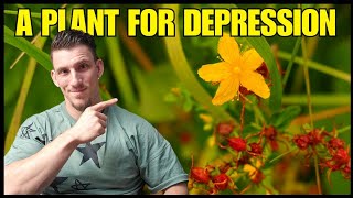 A Plant For Depression, Anxiety And Adhd