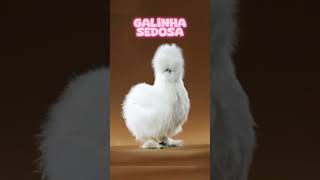 As Aves Mais Fofas Que Existem Pt 1