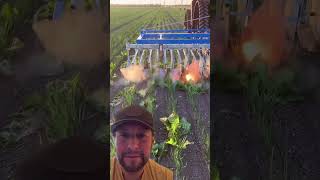 Download Lagu Weeding with electricity. dr Banana reactions MP3