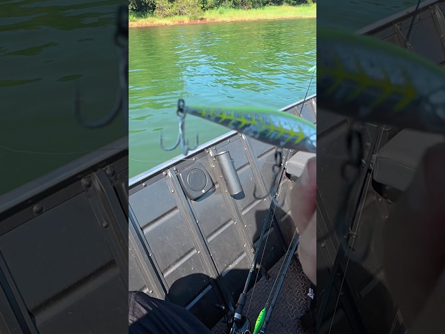 Isca matrix da albatroz, em Itaipu sempre dá resultado. #pescaria #fishing #tucunare #pescaesportiva