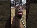 What The GOAT Said? 🙄