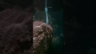 12 foot shark ATTACKS chumsicle | Shark Week | Discovery