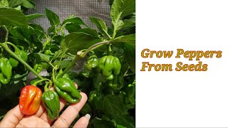 How to grow peppers from store bought peppers  | EsteeLicious Garden