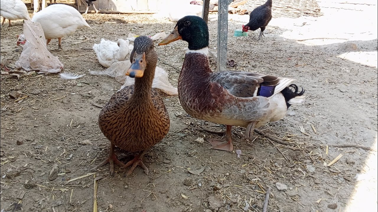 Aaj hamari mini duck 🦆 ka egg 🥚 toot gya😭😭😭😭😭😭😭