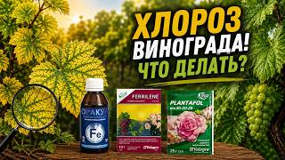 ХЛОРОЗ Винограда! Что ДЕЛАТЬ?