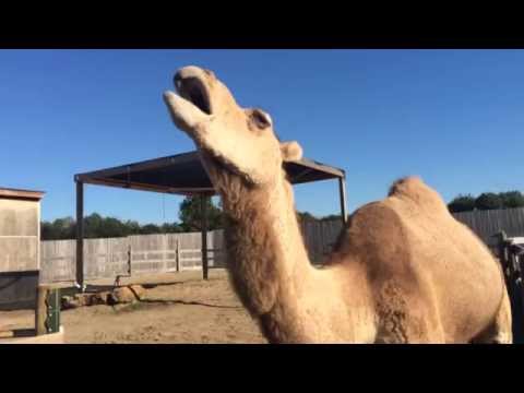 camel-sounds---ऊँट-की-आवाज़---जम्हाई-लेना---funny-yawning-camel