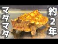 怪獣みたいなカメをベビーから約2年間飼育して気付いた事【マタマタ】
