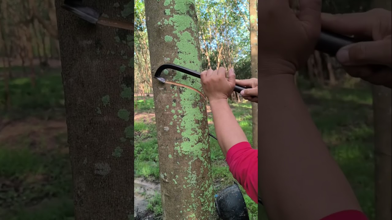 Rubber tapping❤️ 