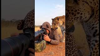 Living With Leopards  leopard leopards panther bigcats animallover