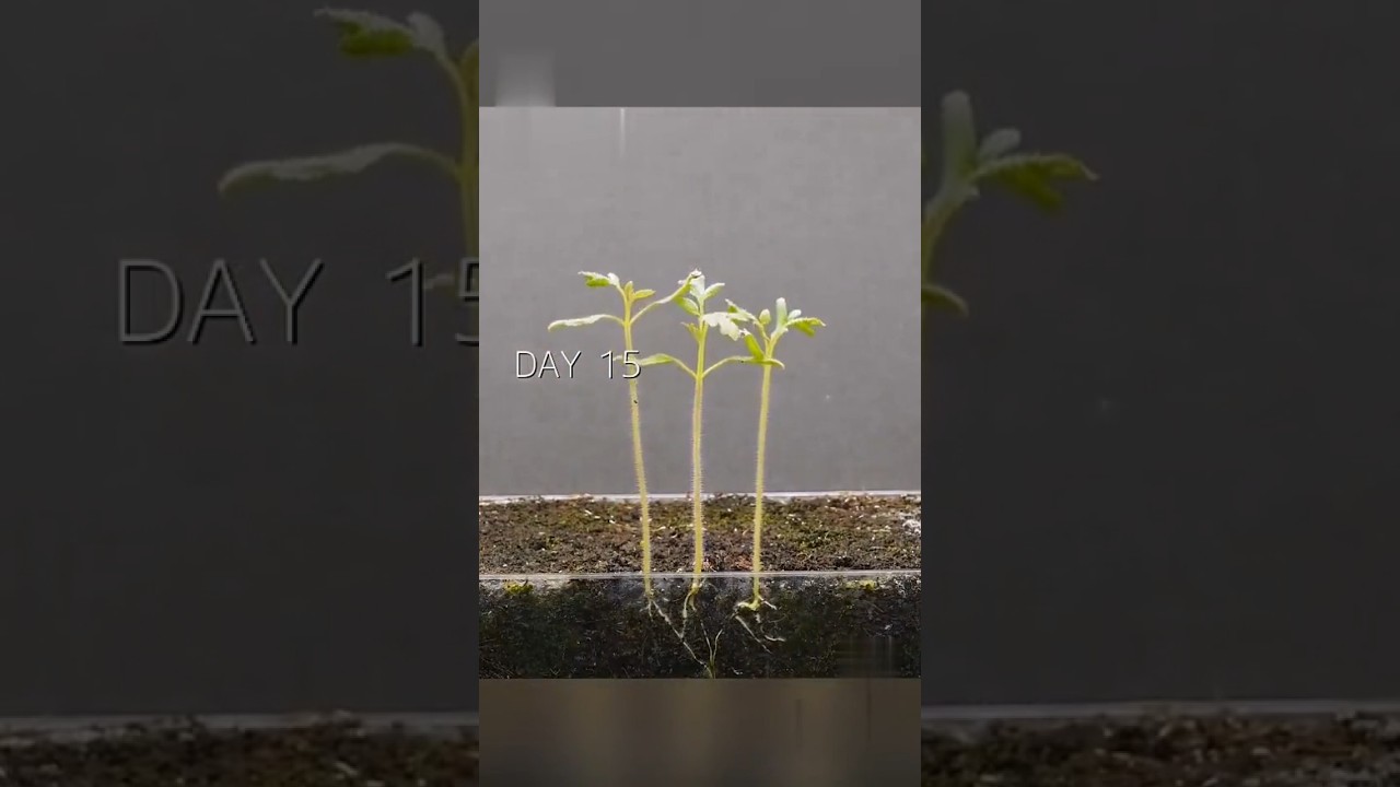 Tomato trees grown in box 