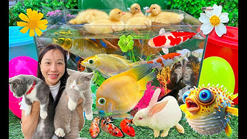 Hanale Bắt Cá Mập, Cá Trê, Cá Koi, Con Mèo, Con Thỏ, Con Cua, Vịt Dễ Thương