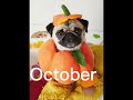 Your b day month your dog