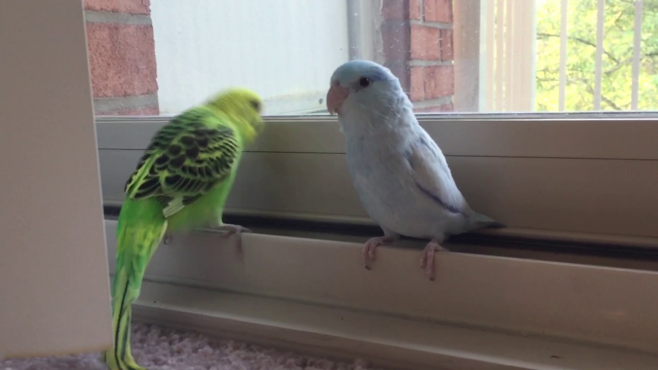 Cute Budgie and Parrotlet Friends YouTube