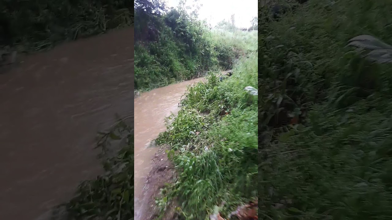 Ecodetección: vison americano