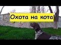 Охота на кота. Повадки охотничьей собаки