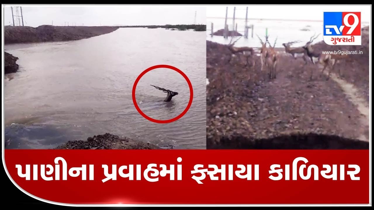 Lives of blackbucks under risk at Bhal region of Bhavnagar | TV9News