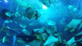 1041013 海生館的隧道魚好多呀