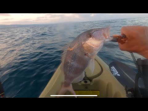 דייג מקיאק לוקוס ששוחרר, שינן אטלנטי דג מדהים וחבר שתפס טונית קטלנית  4/8/2023