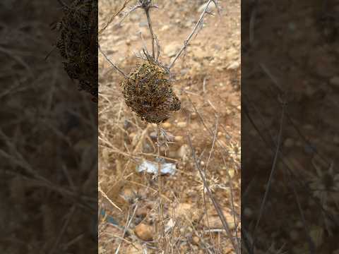 بلا مشاكيل غي امريكا الكو 1على صفحة المحتوى الرئج شعب الصيني ماله حل كوميديا مضحكة