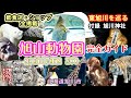 旭山動物園がこれを見ればわかります【旭山動物園完全ガイド】ー北海道旭川市東旭川