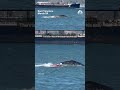 Windsurfer crashes into whale in San Francisco Bay