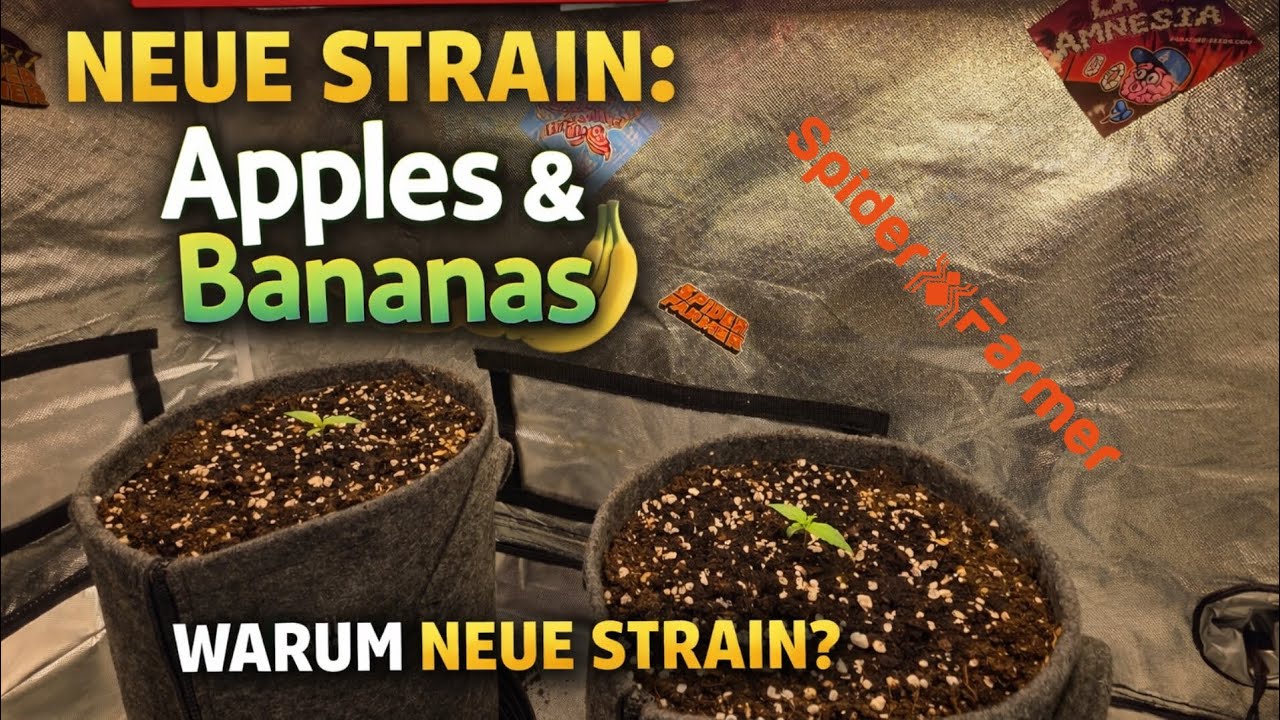 WTF ? Apples & Bananas | Neue Strain | SF2000 SpiderFarmer & GGS Controller | #videosfeed 