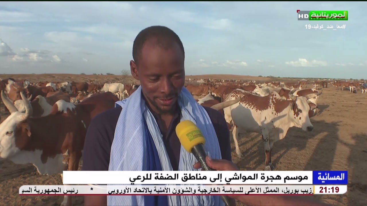 موسم هجرة المواشي إلى مناطق الضفة للرعي