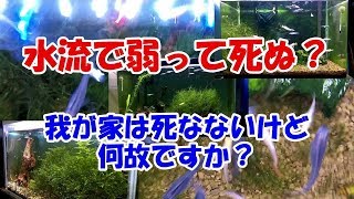 初心者応援動画 メダカ室内飼育を失敗する人と失敗しない人 後半 水流有りで飼育出来ている人と推奨飼育方法 Youtube