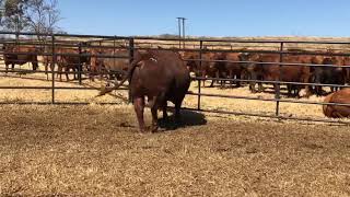 Lot 33 1 x Beefmaster Bull , 414 hot brand 1 Copy