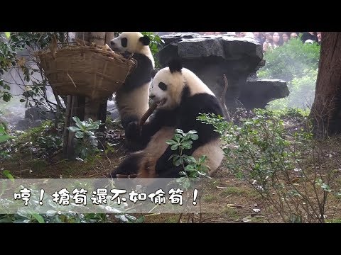 《熊貓早晚安》哼！搶筍還不如偷筍！| iPanda