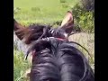Лошади в Дагестане