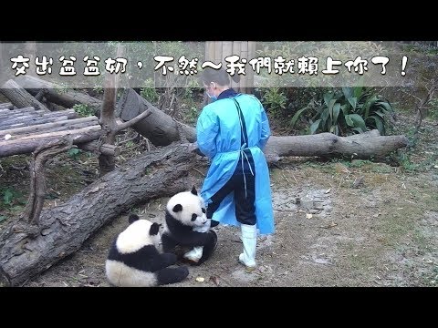 《熊貓早晚安》交出盆盆奶，不然～我們就賴上你了！| iPanda