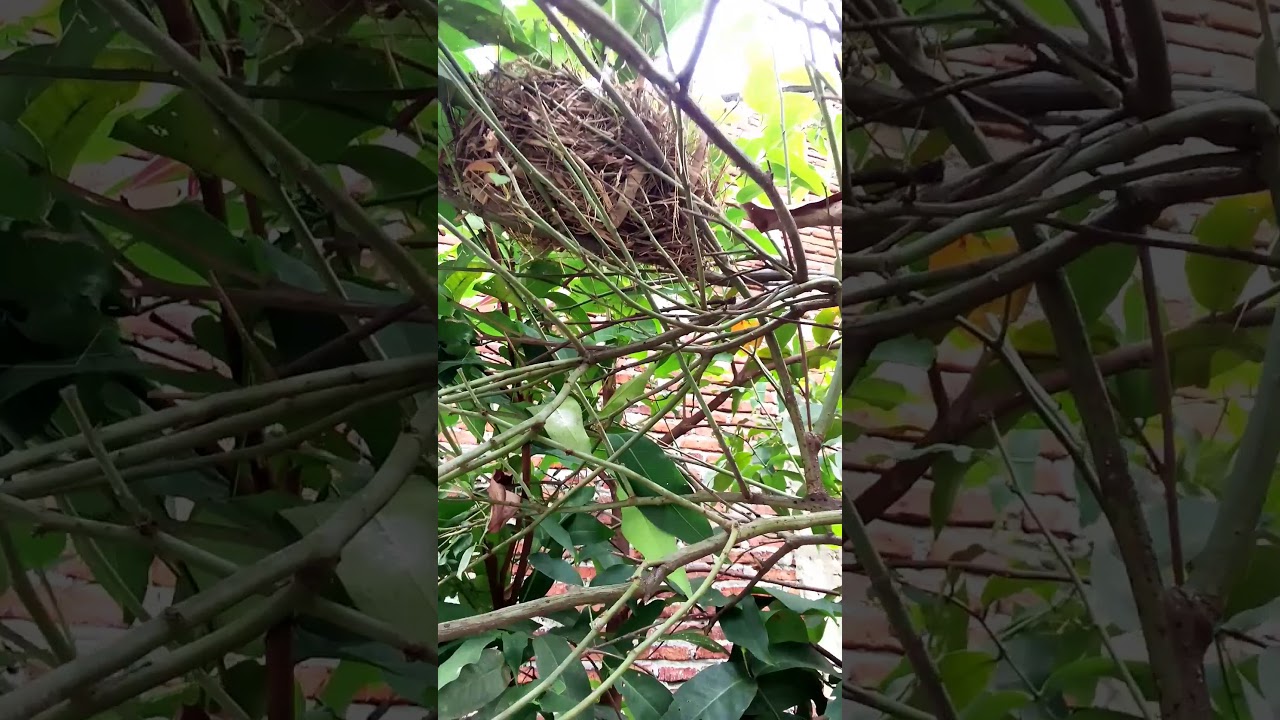 Burung Pipit kepala putih 