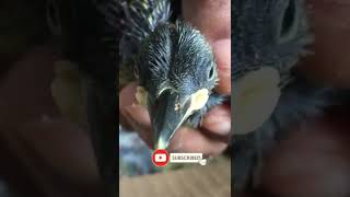 Ree De Pájaro Carpintero Bebé Al Pasar Un Mal Tiempo