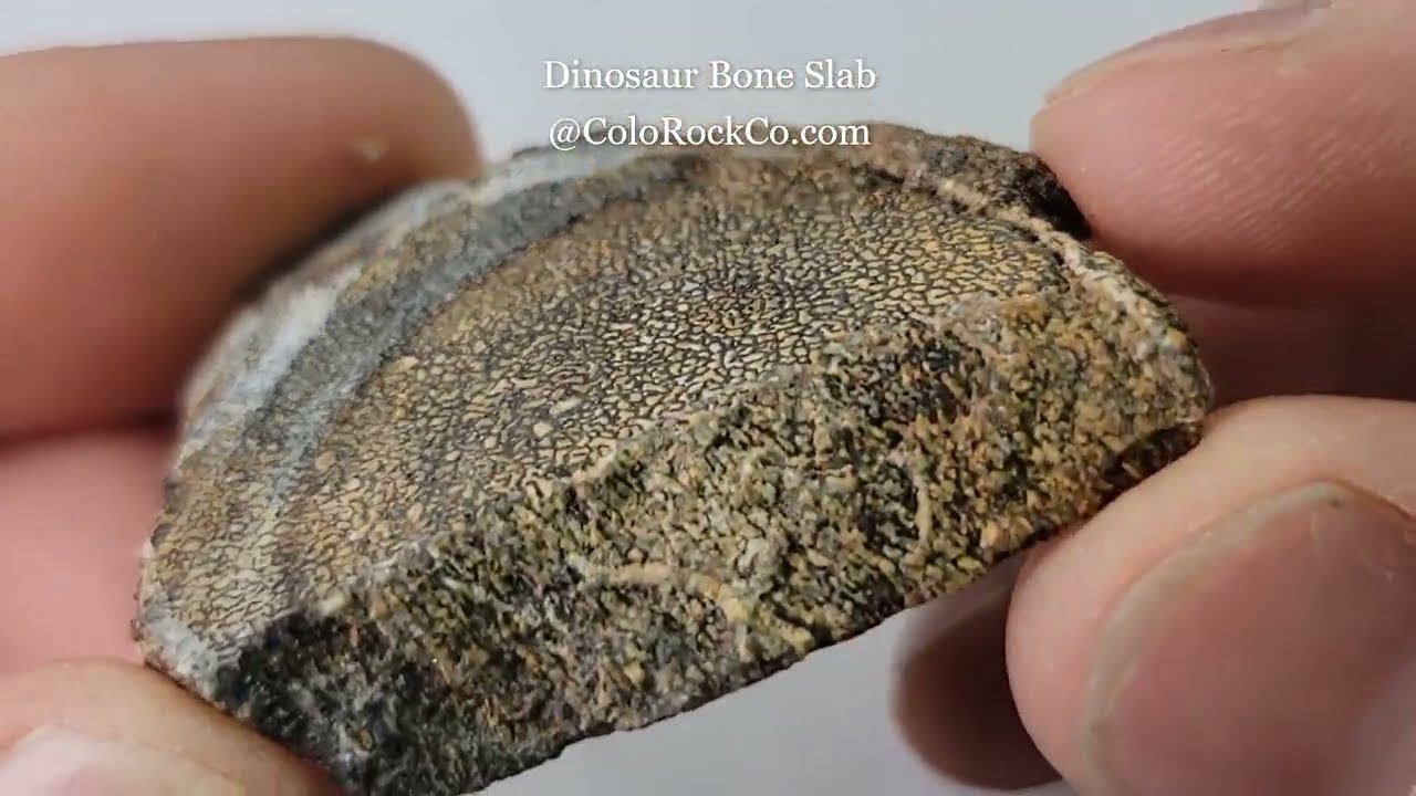 Dinosaur Bone Slab
