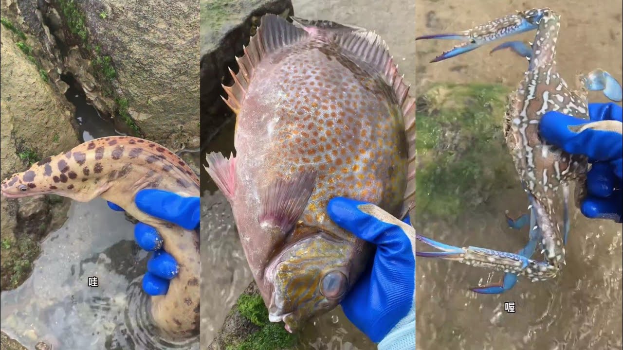 I catching big fish🐠eel🪱crab🦀shrimp🦐lobster🦞snail🐚squid🦑 / Seafood 2025