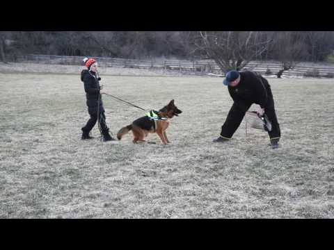 vom ragnar german shepherds